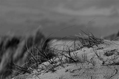 Dünengras Black And White Foto And Bild Landschaft Meer And Strand Dünen