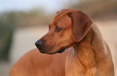 Rhodesian Ridgeback Dog Breed Facts And Personality Traits