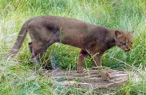 Jaguarundi Or Eyra Cat Puma Yagouaroundi Is A Small Wild Cat Native