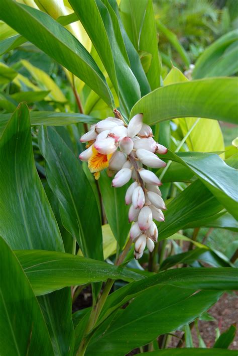 How to grow ginger roots? Alpinia zerumbet (shell ginger) | Flickr - Photo Sharing!