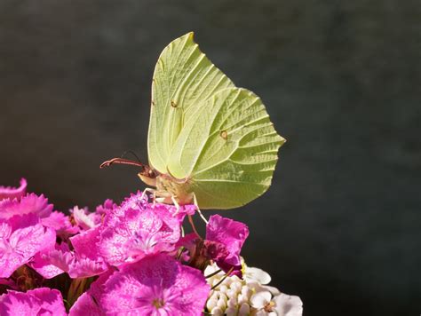 Papillons 10 Espèces Courantes Du Jardin