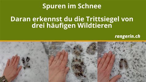 Erkennen sie tiere an den spuren, die sie im schnee hinterlassen? Tierspuren Im Schnee Erkennen Grundschule : Lily Lux ...