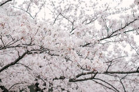 Blossomcherry Bloesem Van De De Lente De Roze Kers Japanse Bloeiende
