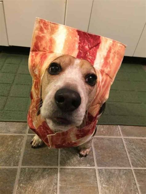 totally cute halloween costumes   favorite pup