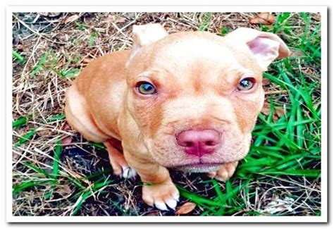Everything About The Pitbull Red Nose Breed With Photos Dogsis