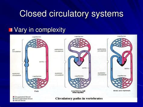 Closed Circulatory System Definition Definition Klw