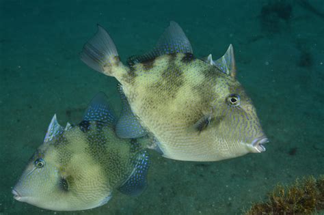 Pictures Of Triggerfish Clashing Pride