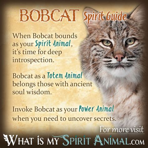 Bobcat Symbolism And Meaning Bobcat Spirit Totem And Power Animal