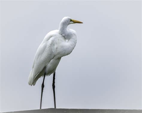 Great Egret One Of My Favorite White Wading Birds A Frien Flickr