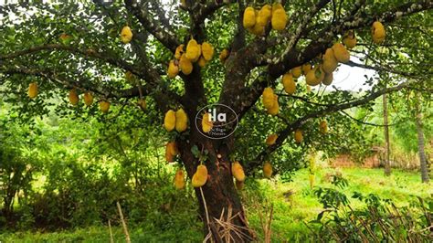 Jackfruit Tree Ila International Semi Natural Plants