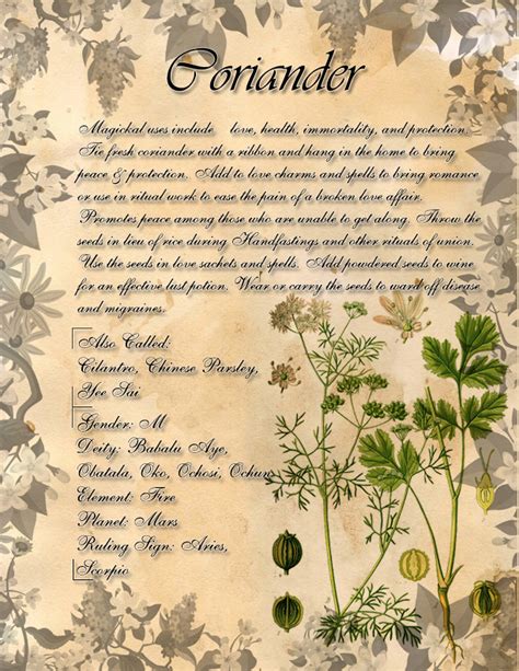 Book Of Shadows Herb Grimoire Coriander By Conigma On Deviantart