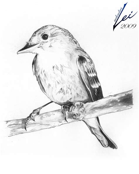 Bird Pencil Sketch By Lei Melendres On Deviantart Bird Drawings Bird