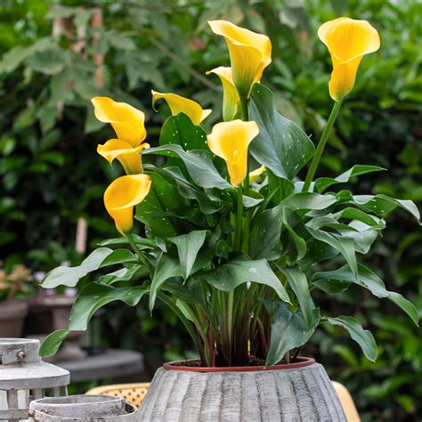 Calla Lily Black Magic Garden Express