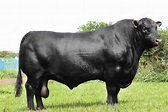 Aberdeen angus | Aberdeen angus, Cow, Angus