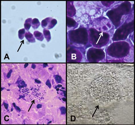 T Gondii Stages Visualized By Light Microscopy A Extracellular