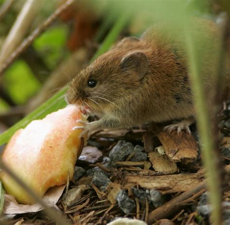 Hantavirus disease is caused by several different strains of hantaviruses. Zahl gestiegen: Krankenkasse meldet 95 Hantavirus ...