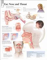 Top 10 Ear Nose And Throat Doctors Photos
