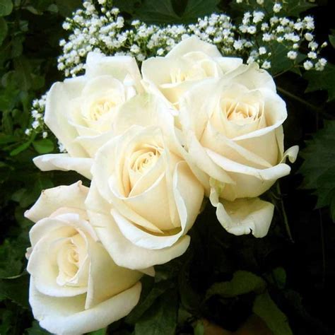 Jual Biji Benih Bibit Bunga Mawar Putih White Rose Kota Semarang