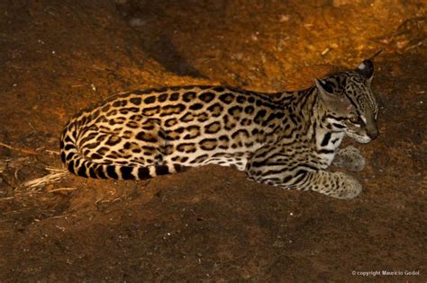 leopardus 25201 biofaces bring nature closer