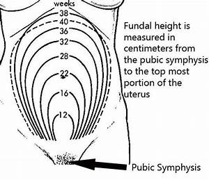 Fundal Height Measurement Chart