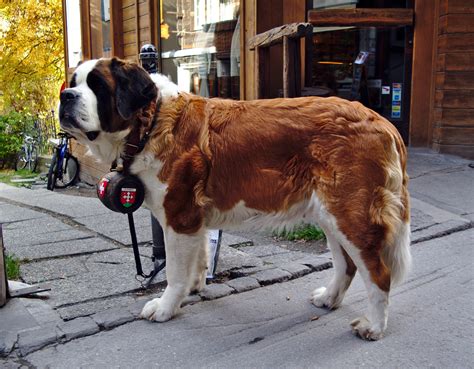 See full list on dogfoodsmart.com Find out why is the Saint Bernard dog also called the ...
