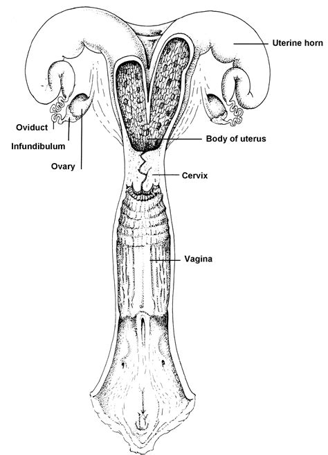 Physiology Of Reproduction Vetoquinol Repro360