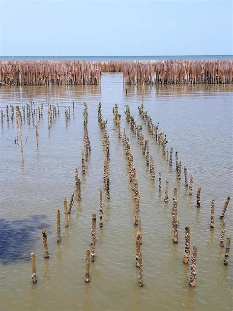 Line Pattern Of Mangrove Forest Growth On Water With Dry Bamboo Barrier