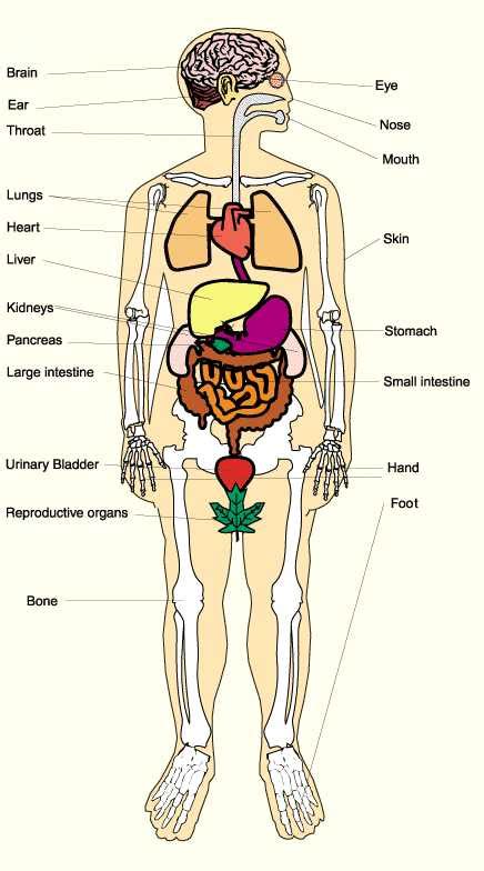 Most Popular In Anatomy Of Human Body