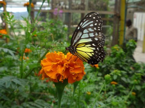 Cameron highland butterfly farm, cameron highlands, pahang, malaysia. 7 Beautiful Gardens You Can Visit in Malaysia - ExpatGo