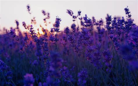 Lavender Flowers Purple Field Nature Wallpaper 2560x1600 23188