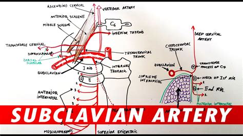 Right Subclavian Artery Anatomy