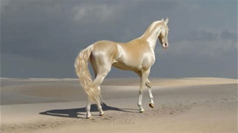 5 Most Beautiful And Rare Horses In The World Youtube