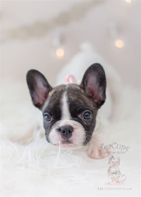 We also offer standard size breeds so please call to inquire. The French Bulldog of your dreams is here! | Teacups ...