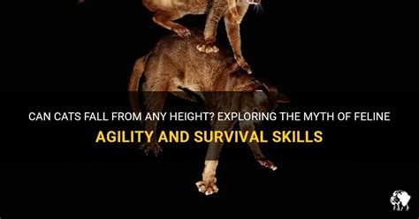Can Cats Fall From Any Height Exploring The Myth Of Feline Agility And