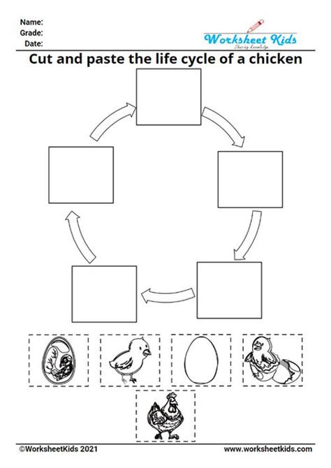 Life Cycle Of A Chicken For Kids Worksheet Printable Activities