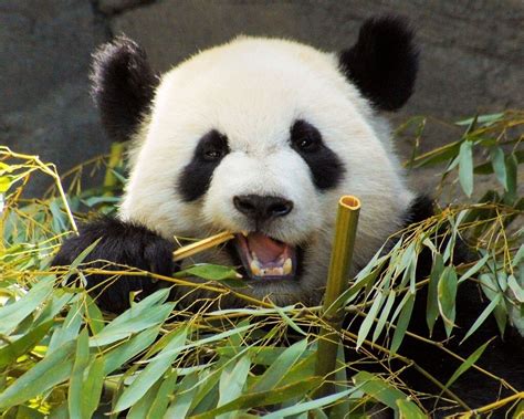 Panda Bear Eating Bamboo