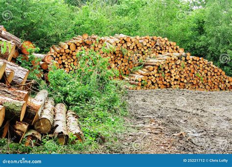 A Pile Of Logs In A Woodland Clearing Stock Photo Image Of Forests