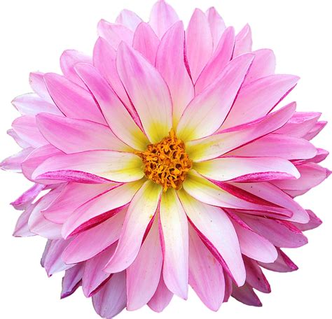 Collection Of Hq Pink Daisy Png Hd Pluspng