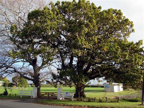 Karaka Te Hihi Peace Trees Nzhistory New Zealand History Online