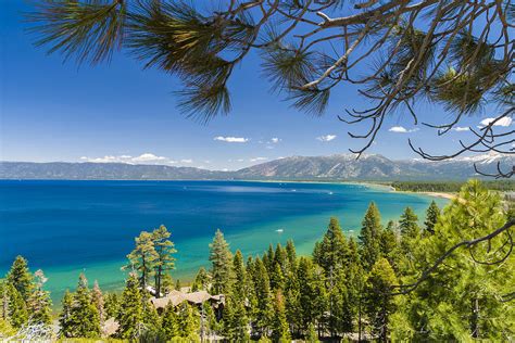 Pine Trees Lake Tahoe California Usa Photograph By