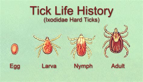 Ticks Can Be Tested For Lyme Disease For Free