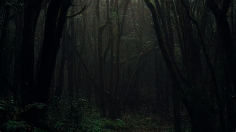 Wallpaper Forest Fog Trees Branches Autumn Dark