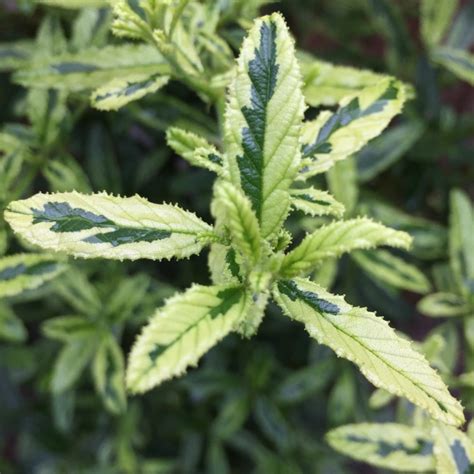 Leenders plants is een moderne tuinplantenkwekerij in het zuiden van nederland. Ceanothus 'Lemon and Lime', California Lilac 'Lemon and ...