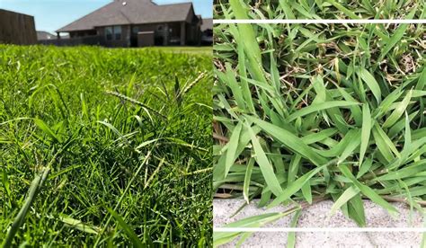 Dallisgrass Vs Crabgrass Which Weed Is In My Lawn