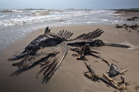 Five Years After The Bp Oil Spill Gulf Coast Residents Say Bp Hasnt