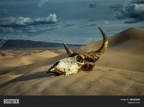 Bull Skull Sand Desert Image And Photo Free Trial Bigstock