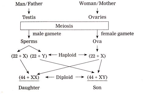 Draw A Concept Diagram To Show Sex Determination In Human Being