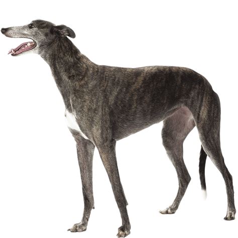 Greyhound Dog Breed Information Dognomics