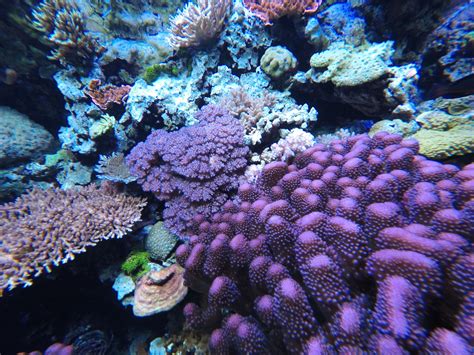 The Aquarium Is Reopening With A Coral Reefs Exhibit Nbc Los Angeles