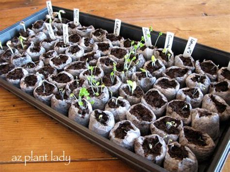 Starting Vegetable Seeds Indoors Birds And Blooms